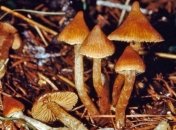 Ученые раскрыли тайну галлюциногенных грибов