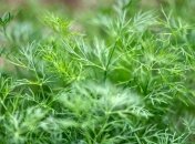 Чим удобрити кріп — підживлення для зелені