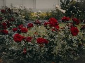 Лайфхак, как способствовать развитию и цветению роз