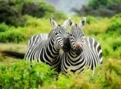  До кінця століття з планети зникнуть 550 видів тварин: але ще не все втрачено