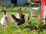 Праздник "Ефросиния Курятница" отмечается в 2023 году 25 сентября (ранее 8 октября)