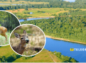 В Днепре увидели косулю, переплывавшую реку