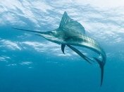 Секретом невероятной скорости меч-рыбы оказался жир