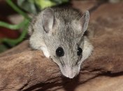 Генномодифицированных мышей научат вынюхивать мины