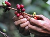 Климат негативно скажется на урожае кофе