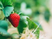 Как ухаживать за клубникой весной