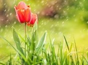 Прогноз погоды на 27 апреля в Украине: пятница будет дождливой