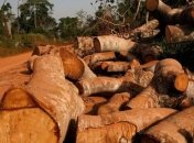 Темпи знищення тропічних лісів зросли більш ніж удвічі