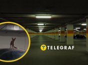 Лис на паркінгу