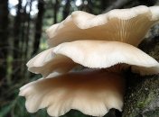 Этот гриб станет лучшим другом мужчины, или эффективная защита от простаты