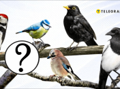 Птахи України