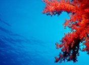 Авиационное топливо будут делать из водорослей 