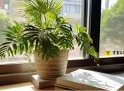 Ваш вазон будет комфортно чувствовать себя и в тени