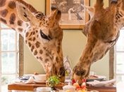 Позавтракать с жирафами и насладиться африканской природой: отель в Кении, который привлекает все больше туристов