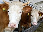 Поголовье КРС в Украине сократилось за год на 3,1%