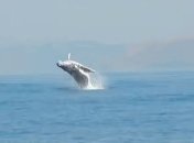 Невероятно: 40-тонный кит вынырнул из воды и стал звездой интернета (Видео)