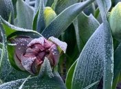 Вот он какой апрель: последнее морозное утро в Киеве запечатлели на ярких фото