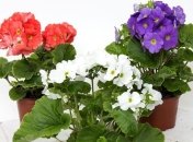 Лунный календарь на декабрь 2019 года для комнатных растений