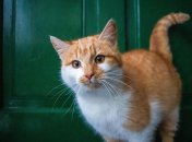 Кот возле двери