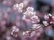 Прогноз погоды на Благовещение в Украине: будет тепло и солнечно