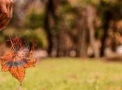 Екологи: Викиди від спаленого листя набагато гірші за сигарети