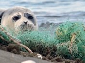 Часть туш освежеваны: побережье Каспийского моря усыпано мертвыми нерпами (фото, видео)