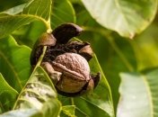 Пятна от орехов очень тяжело стираются с кожи