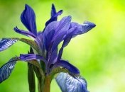 Садовые цветы, которые можно вообще не поливать (Фото)