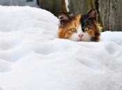 Україну засипле снігом