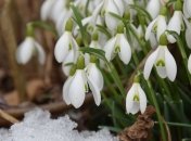 Зима не отступает: синоптик дал прогноз погоды на март