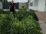 Правоохранители обнаружили теплицы конопли на Днепропетровщине (Фото, Видео)