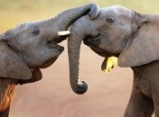 Идеальные отношения среди животных пар (Фото)