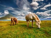 Особое внимание 17 июля уделялось скакунам