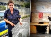 Кот-путешественник: животное проехало в опломбированном грузовике из Африки в Германию