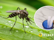 Прогнати комах не так вже й складно