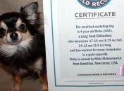 Самая маленькая чихуахуа (Видео)