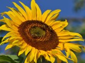 17 августа. Приметы дня