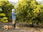 До наступления холодов уделите время саду