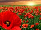 Знаменательные события в истории: 8 мая 2016