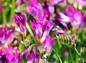 День Татьяны: оригинальные смс поздравления, открытки