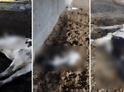 Погибшие коровы