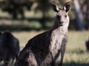 Где у кенгуру находится пятая нога?