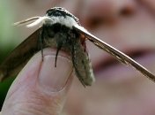 Жители Мадрида страдают от нашествия моли