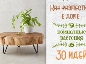 30 идей как интересно и практично разместить комнатные цветы в квартире