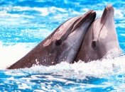 В Ялте построили дельфинарий за 2 млн гривен