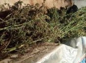 Киевские правоохранители изъяли у пенсионера почти 100 кг конопли