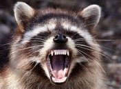 На Черниговщине обезврежен агрессивный енот