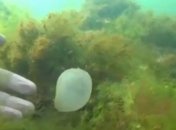 В Одессе людей переполошили странные комки слизи в море: биологи рассказали, что это (видео)