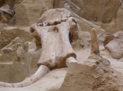 Ученые обнаружили место обитания последних мамонтов  