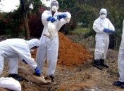 Эксперты прогнозируют новую эпидемию птичьего гриппа